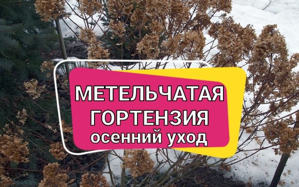 Как подготовить метельчатые гортензии к зиме: секреты успешного ухода