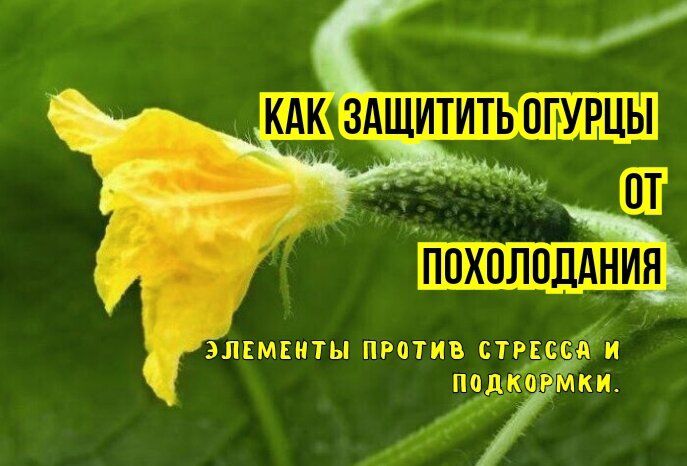 Как спасти огурцы от стресса: советы по уходу в холодное время