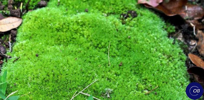 Как эффективно очистить участок от мха: секреты успешной борьбы