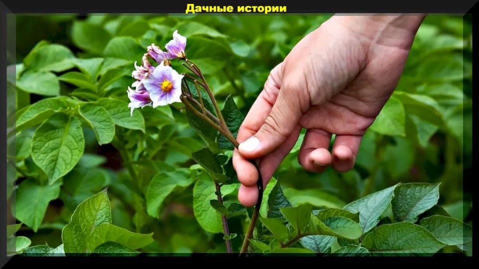 Дачные проблемы: ищем оптимальные решения