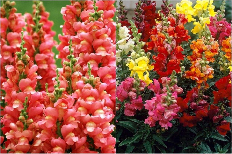 Львиный зев: секреты успешного выращивания и ухода