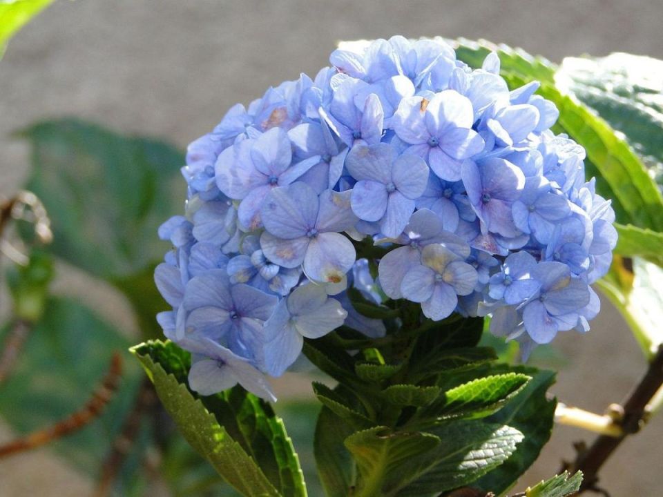 Как гортензия благодарит за заботу: секреты ухода после сезона цветения