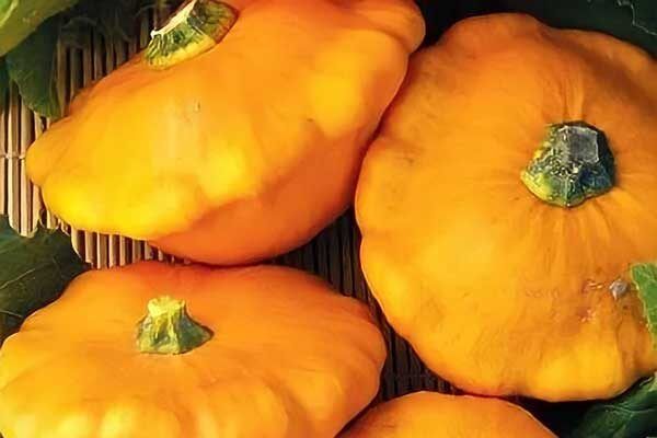 Патиссоны НЛО: как вырастить яркие овощи на вашем огороде