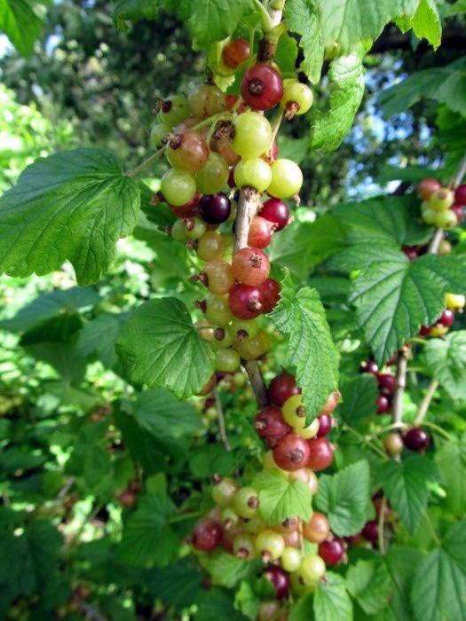 Эксперты раскрывают тайны невидимых убытков: Как неправильные подкормки смородины влияют на урожай