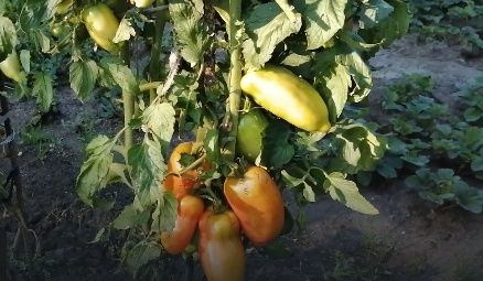 Как выбрать жаропрочные томаты для вашего тепличного рая