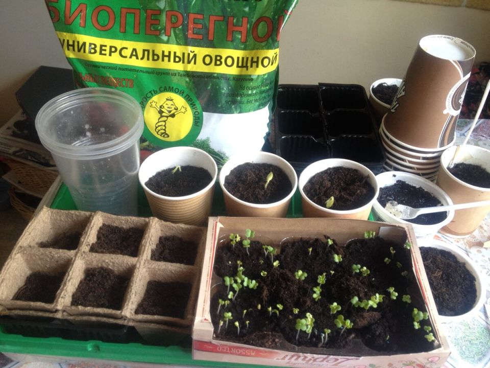 Как выбрать идеальные стаканчики для рассады: советы и секреты