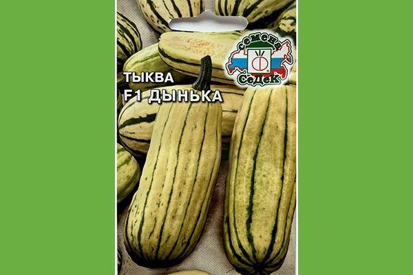 Тыква Дынька: секреты успешного выращивания и ухода