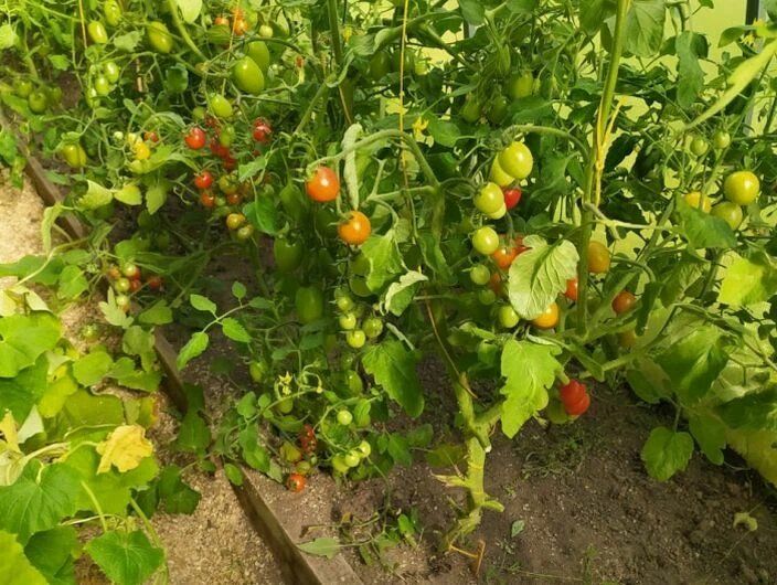 Как исправить переизбыток удобрений у томатов в июле: ключевые шаги