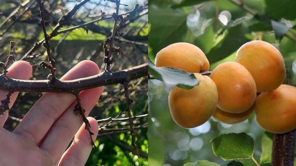 Как создать идеальные условия для морозостойкого абрикоса: секреты успешного сада