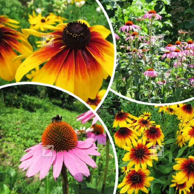 Как провести пересадку эхинацеи и рудбекии: советы для садоводов