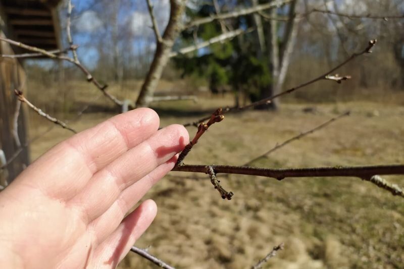 Когда и как заготовить черенки: секреты успешной прививки плодовых деревьев