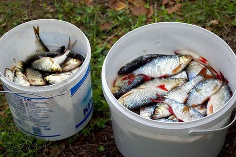 Секреты свежести: как хранить рыбу без холодильника в любых условиях