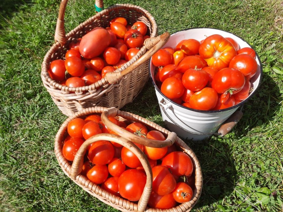 Томаты 2025 года: Как правильно выбирать семена и их особенности