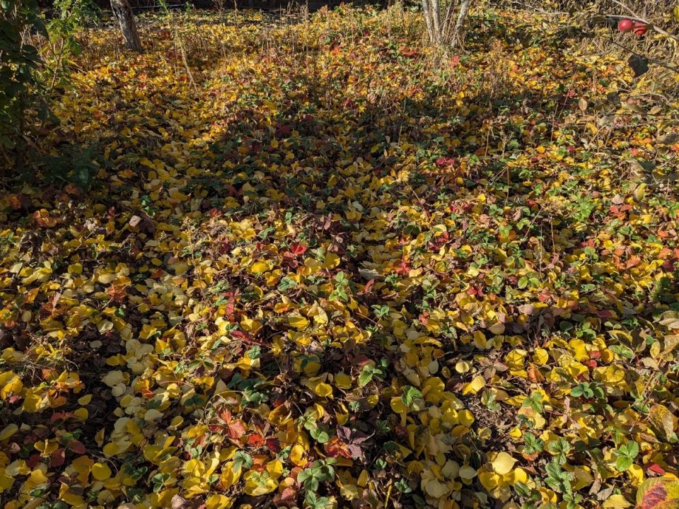 Как крокусы осваивают засохшую листву: удивительная сила весны