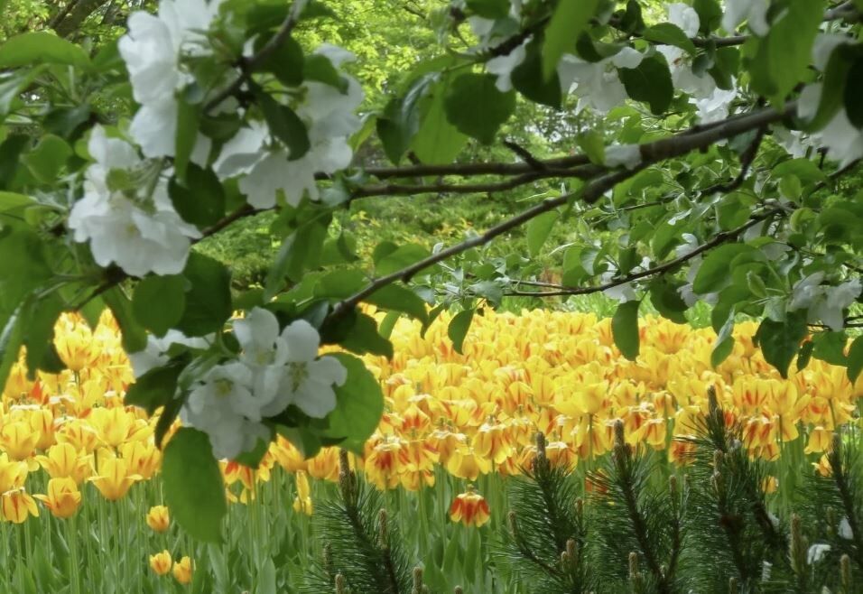 Весеннее пробуждение садовых цветов