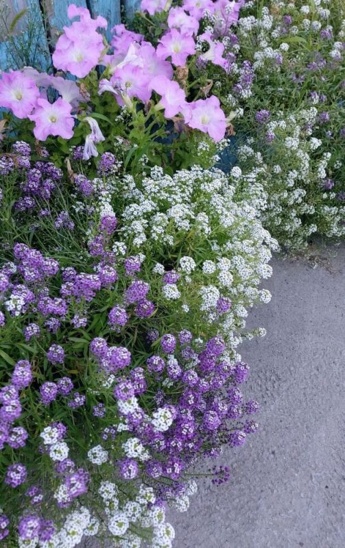 Цветущие солнцепёки: лучшие однолетники для жаркого лета