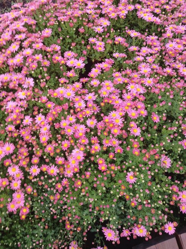 Новые законы ноября: что изменится в жизни граждан