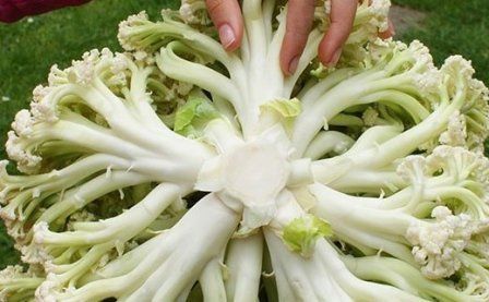 Спаржевая капуста: новый взгляд на привычный овощ