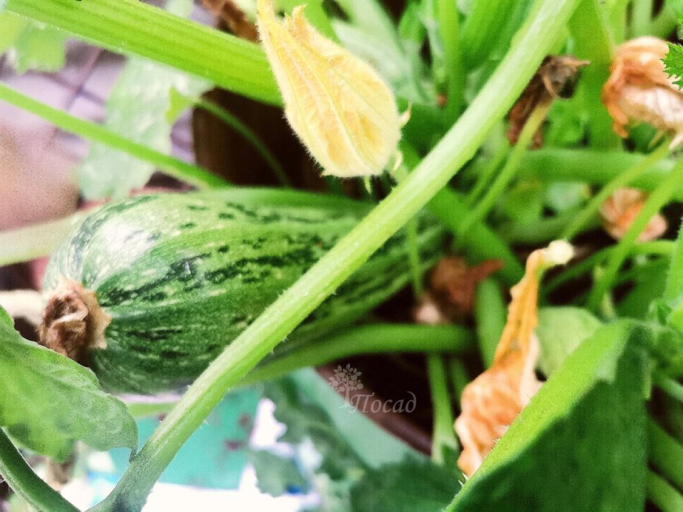 Как ошибка мужа стала удачным решением для борьбы с гнилью кабачков