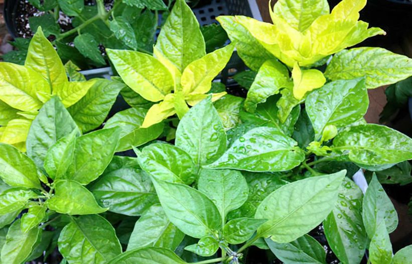 Как рассада перца выдает свои недомогания: признаки нехватки элементов