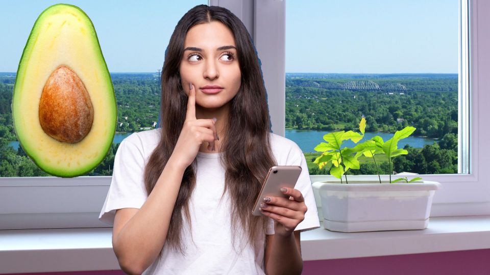 Не выбрасывайте косточку от авокадо: из нее можно вырастить экзотическое растение