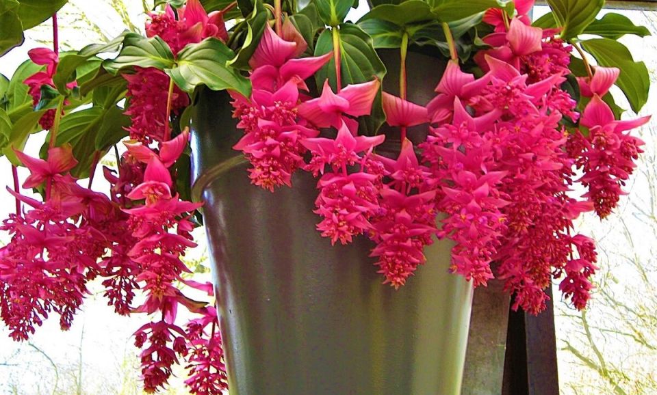 Роскошная мединилла: тропический цветок, который украсит ваш интерьер