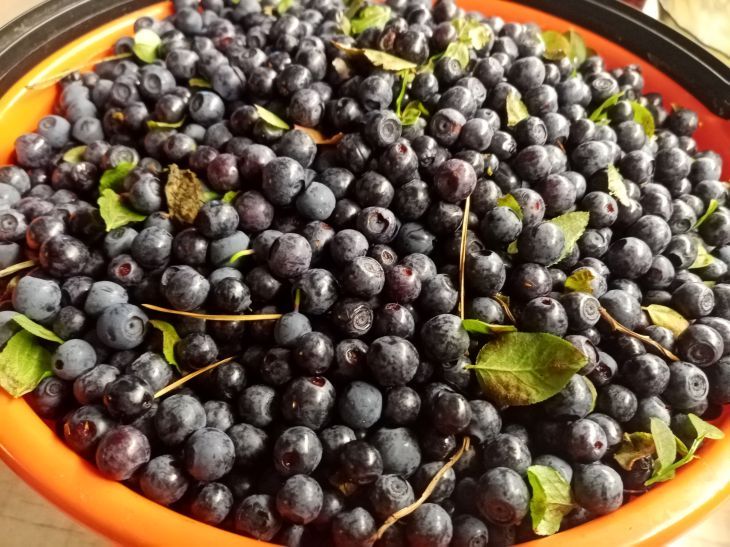 От черничных пятен не останется и следа: простое средство поможет отмыть руки от ягодного сока