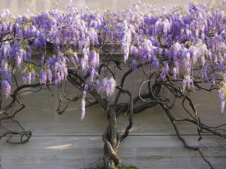 Глициния в форме зонта: новый тренд, меняющий облик садов