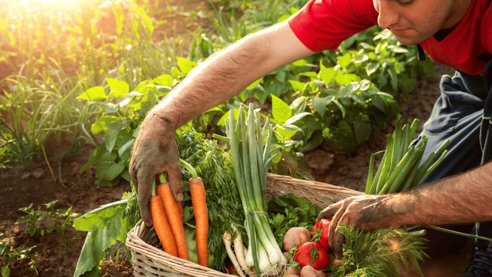 Законная продажа урожая: что нужно знать