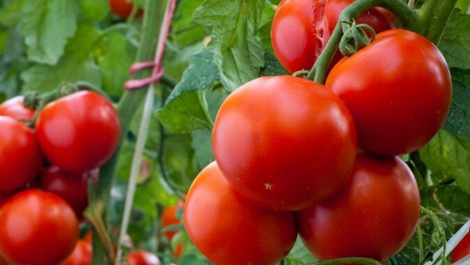 Лучшие сорта томатов для вашего огорода: оглядываем 2025 год