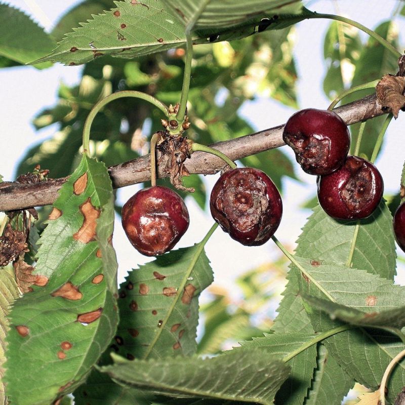 Почему вишня теряет листья? Узнайте о проблеме и решениях