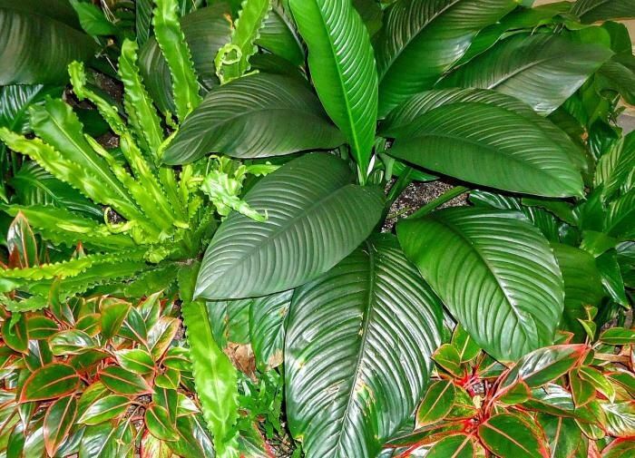 Как понять, что вашим растениям нужна помощь: советы по уходу за листьями