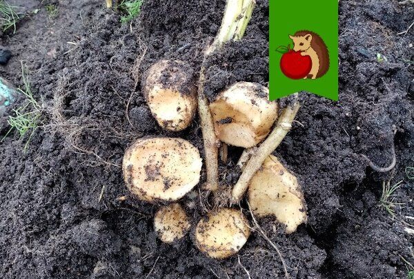 Ловим вредителей: эффективные методы борьбы с земляными крысами на вашем огороде