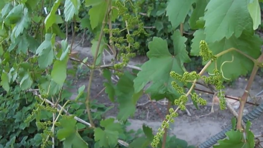 Как сохранить виноградный урожай: секреты борной подкормки