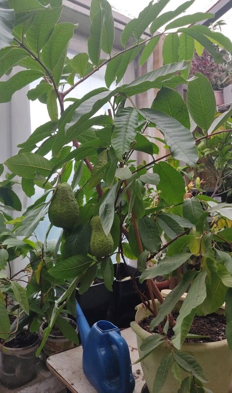 Как вырастить гуава в домашних условиях: секреты успешного ухода