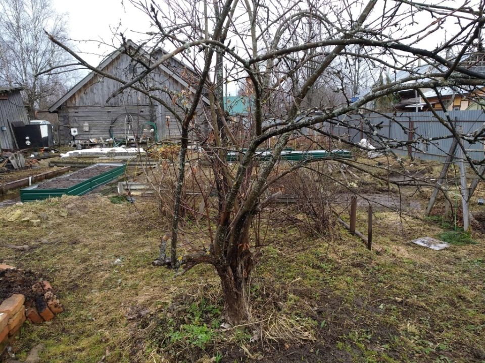 Апрель в саду: как подготовить участок к новому сезону