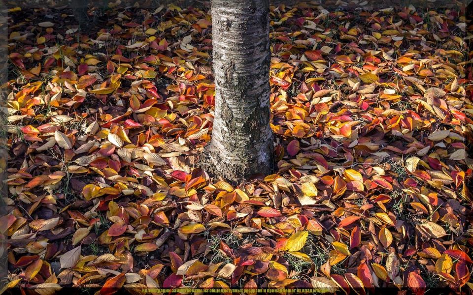 Как использовать опавшие листья на даче: полезные советы для садоводов