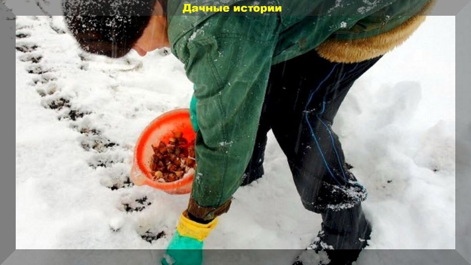 Секреты подзимнего посева: как цветы расцветут весной без лишних хлопот