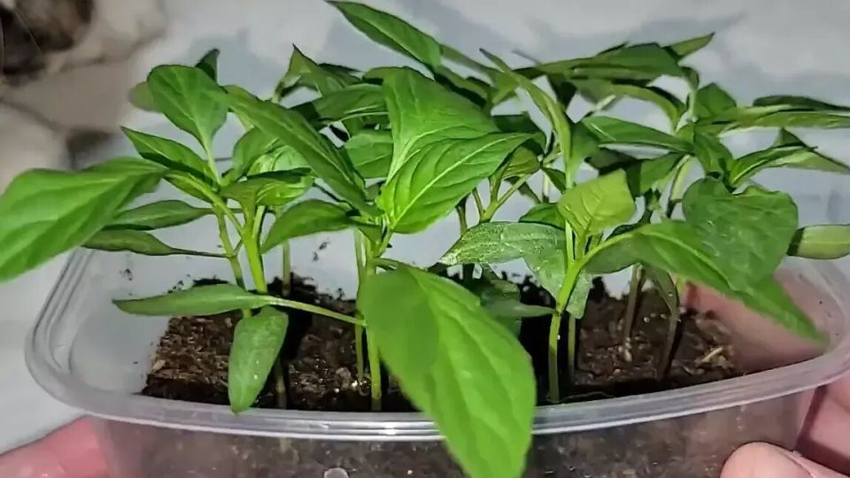 Секреты крепкой рассады перца: всего за неделю без химии и с максимальной всхожестью