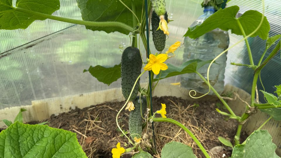 Как оживить слабые огурцы: 5 проверенных подкормок для обильного урожая