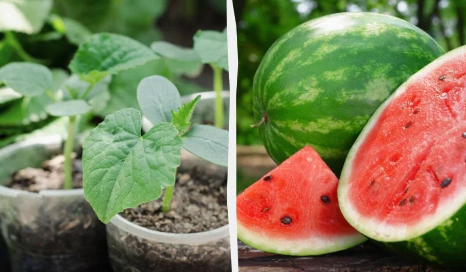 Как сделать арбузы и дыни на зависть соседям: секреты правильной подкормки рассады