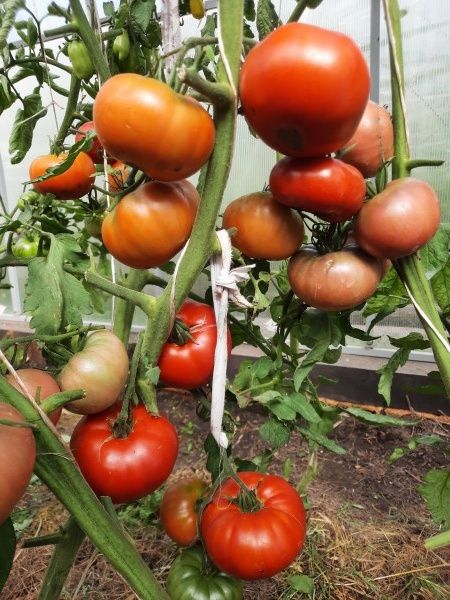 Лучшие сорта томатов 2025 года: надежные помощники на вашем огороде