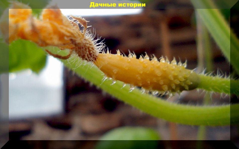 Урожай огурцов и кабачков под угрозой: как предотвратить пожелтение и загнивание завязей