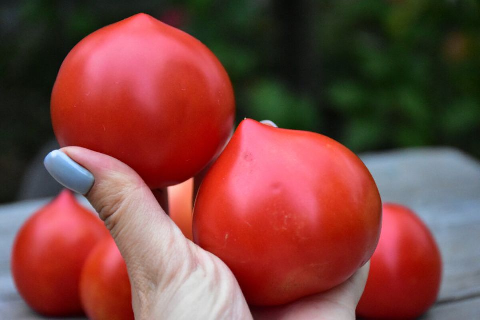 Томаты, которые покорят ваш огород: список самых урожайных сортов