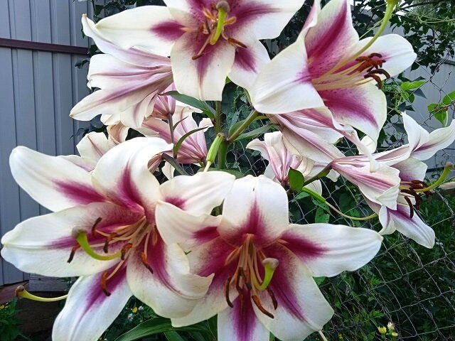 Секреты успешного выращивания лилий: как избежать фузариоза