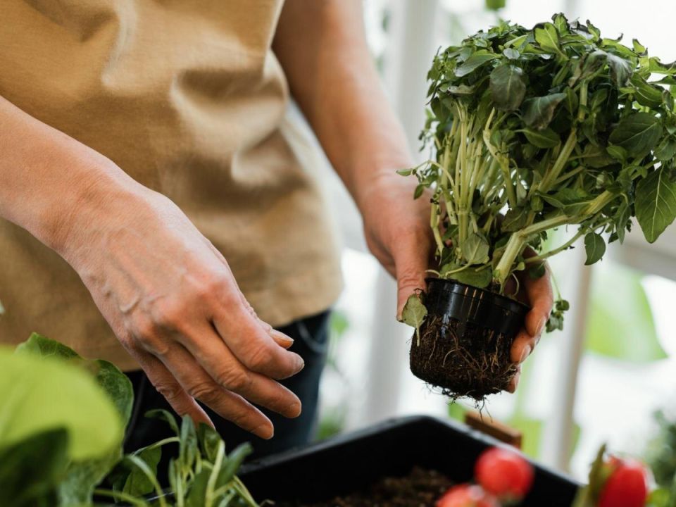 Секреты правильной подкормки комнатных растений: когда и как ухаживать