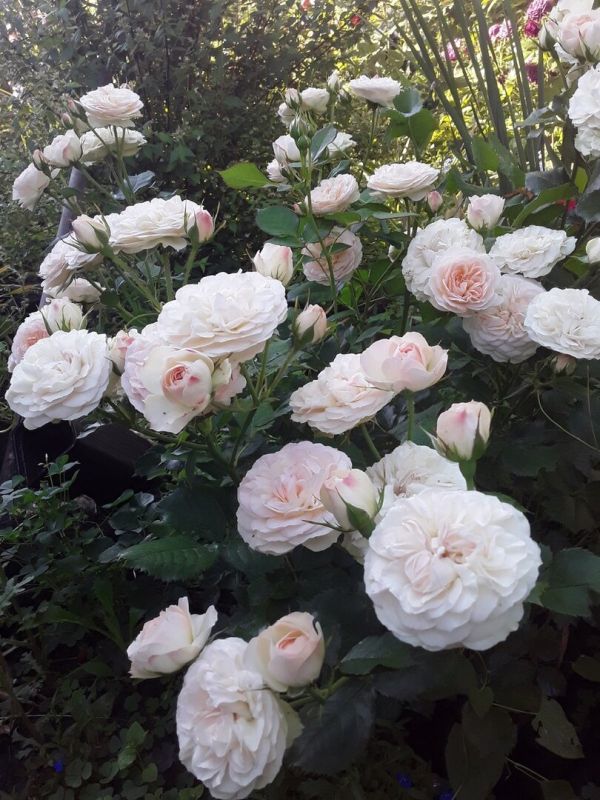 Садоводство как искусство: искусственный отбор самых стойких растений