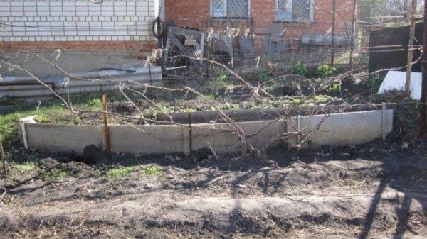 Как правильно подвязать виноград весной: советы и методы для успешного урожая