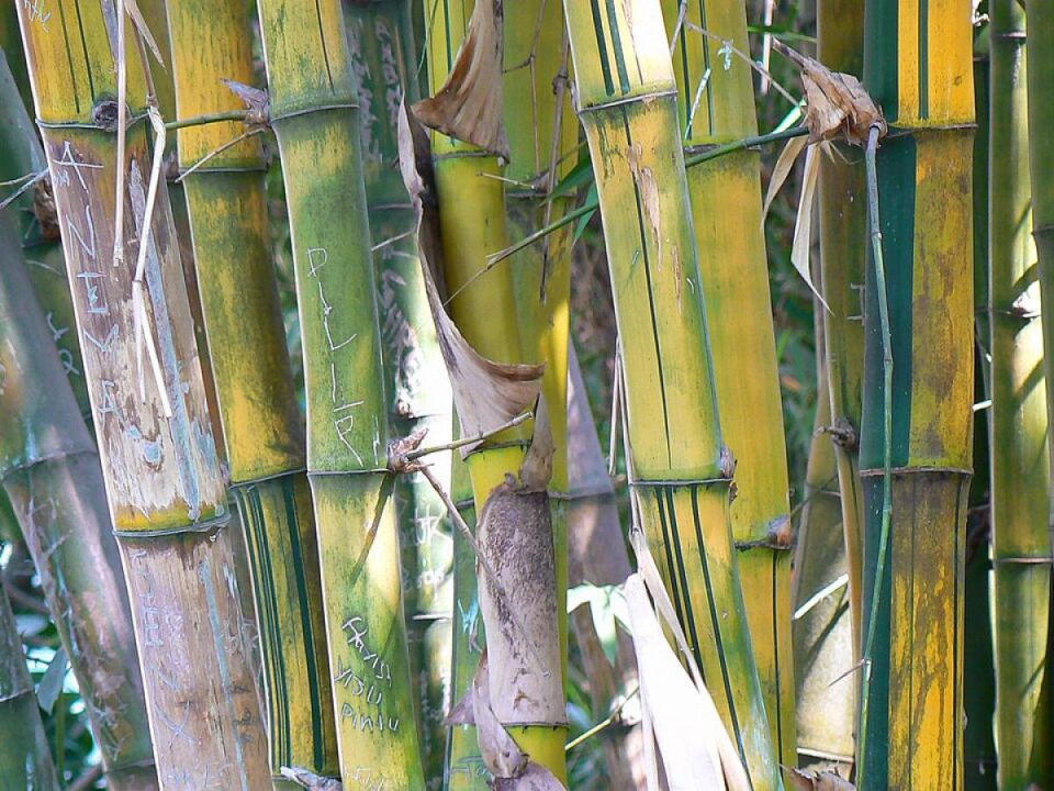 Зеленый талисман, привлекающий удачу: как бамбук меняет судьбы