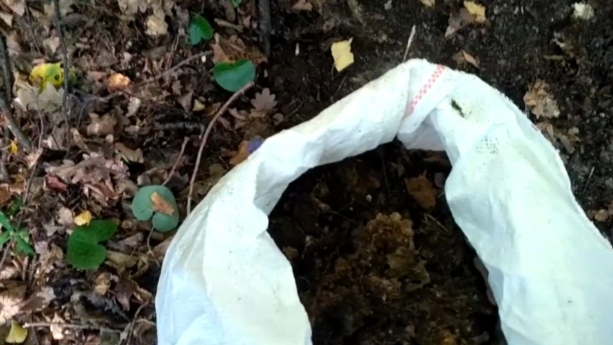 Секреты успешной рассады: почему лесная земля – лучшее решение для огородников